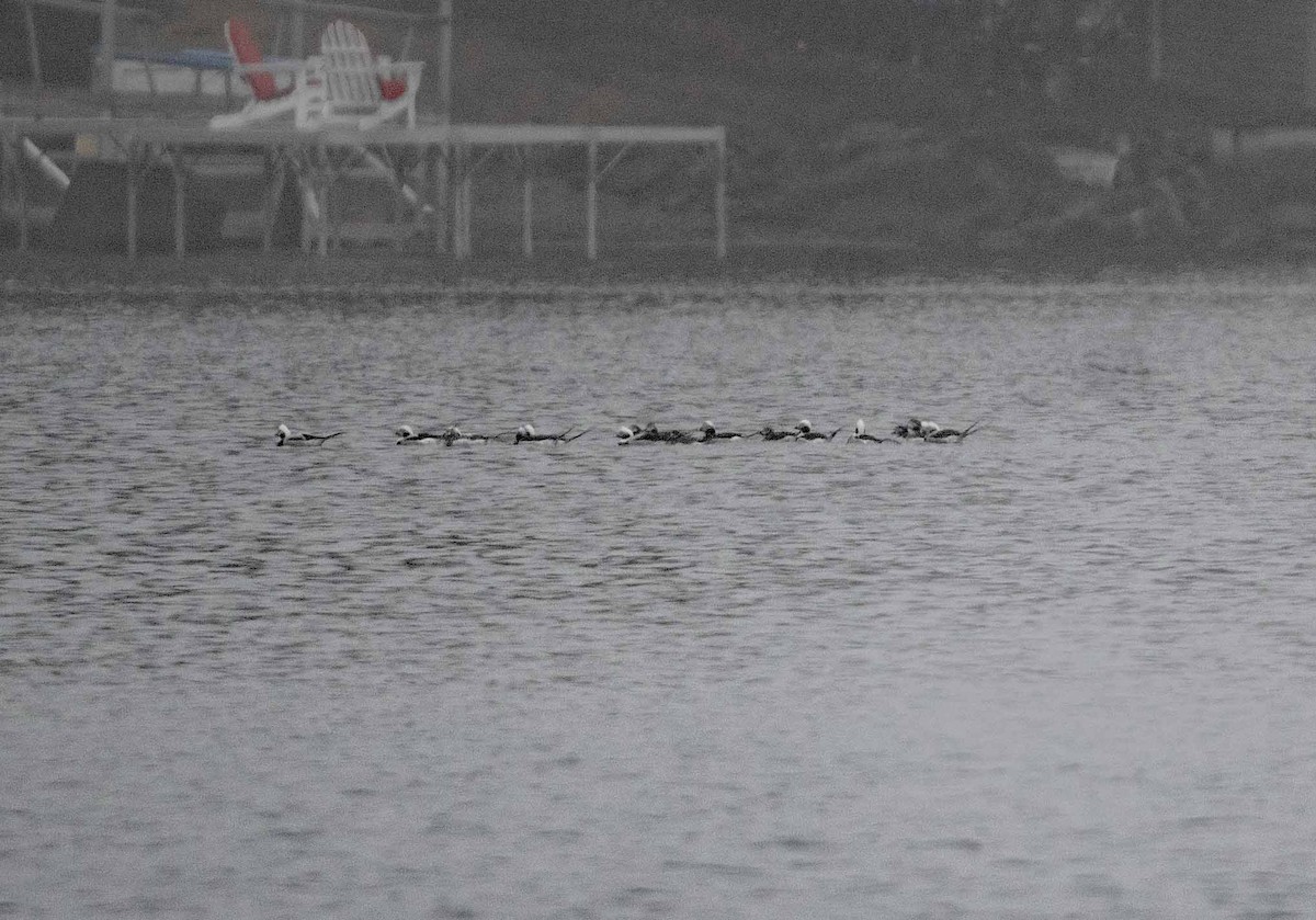 Long-tailed Duck - ML633010257