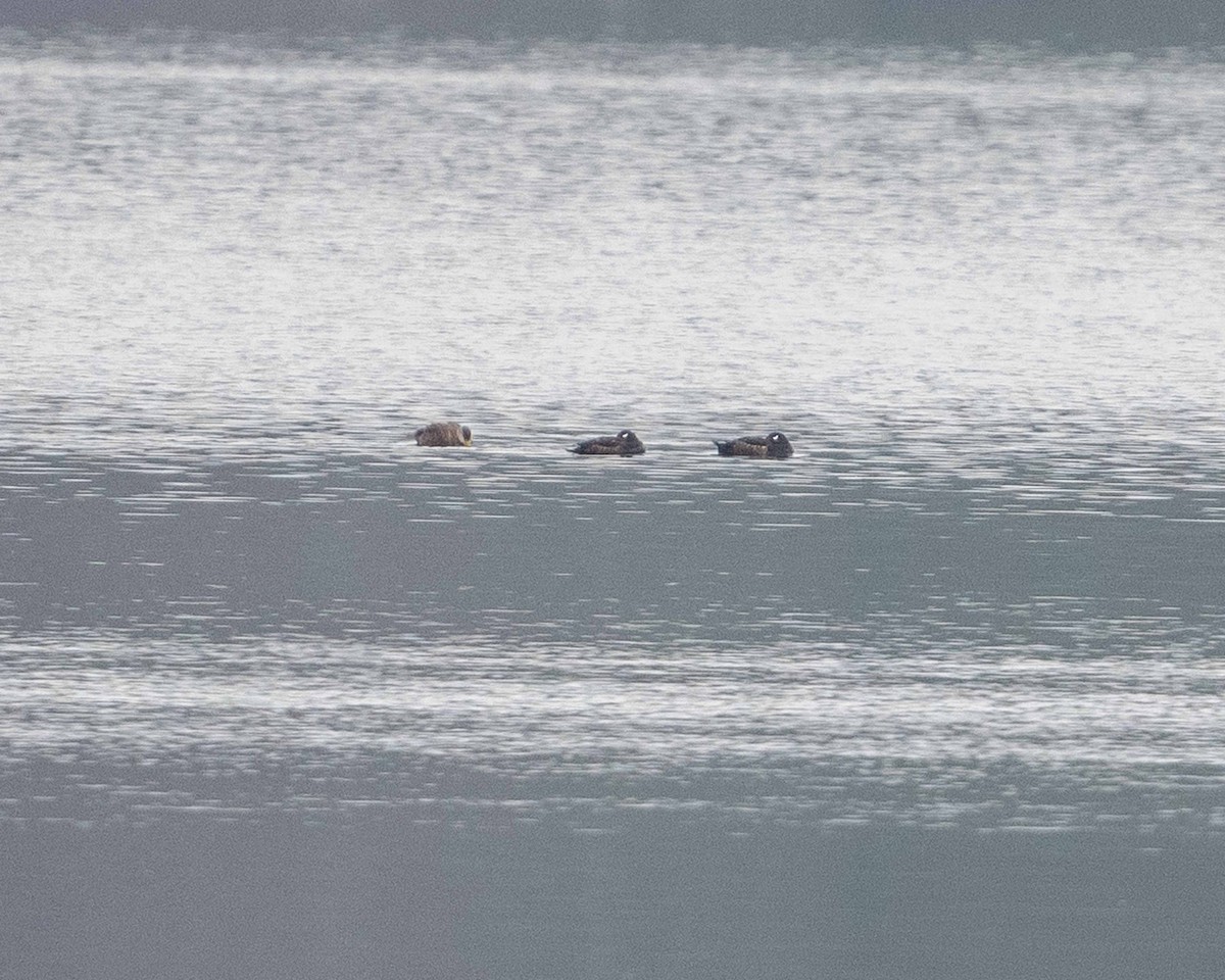 White-winged Scoter - ML633010337