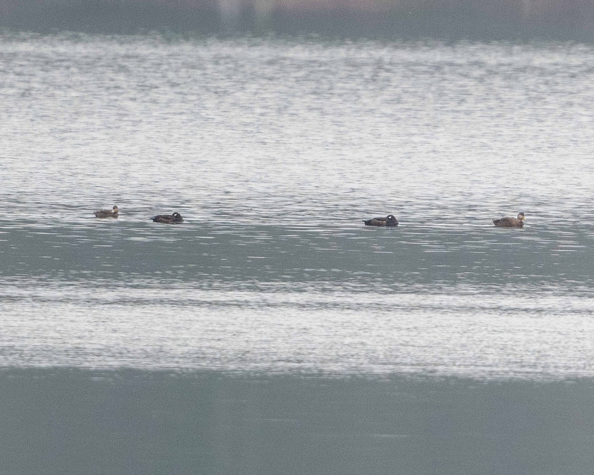 White-winged Scoter - ML633010338