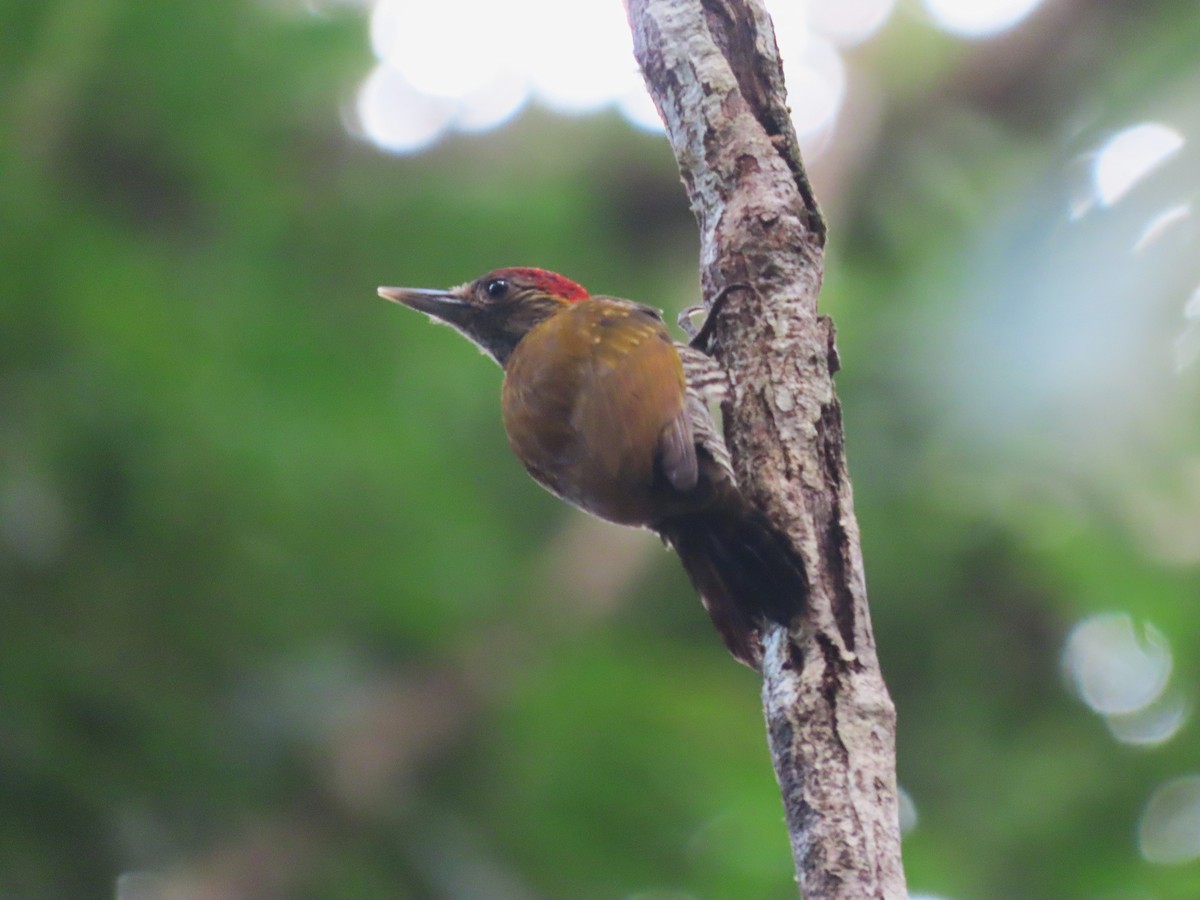 Golden-collared Woodpecker - ML633010342