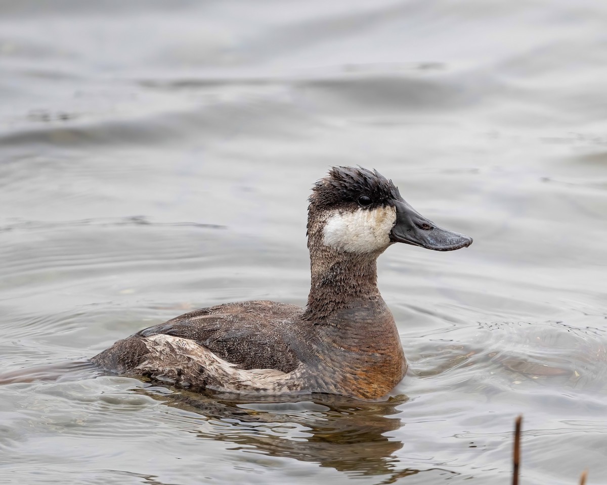 Ruddy Duck - ML633010358