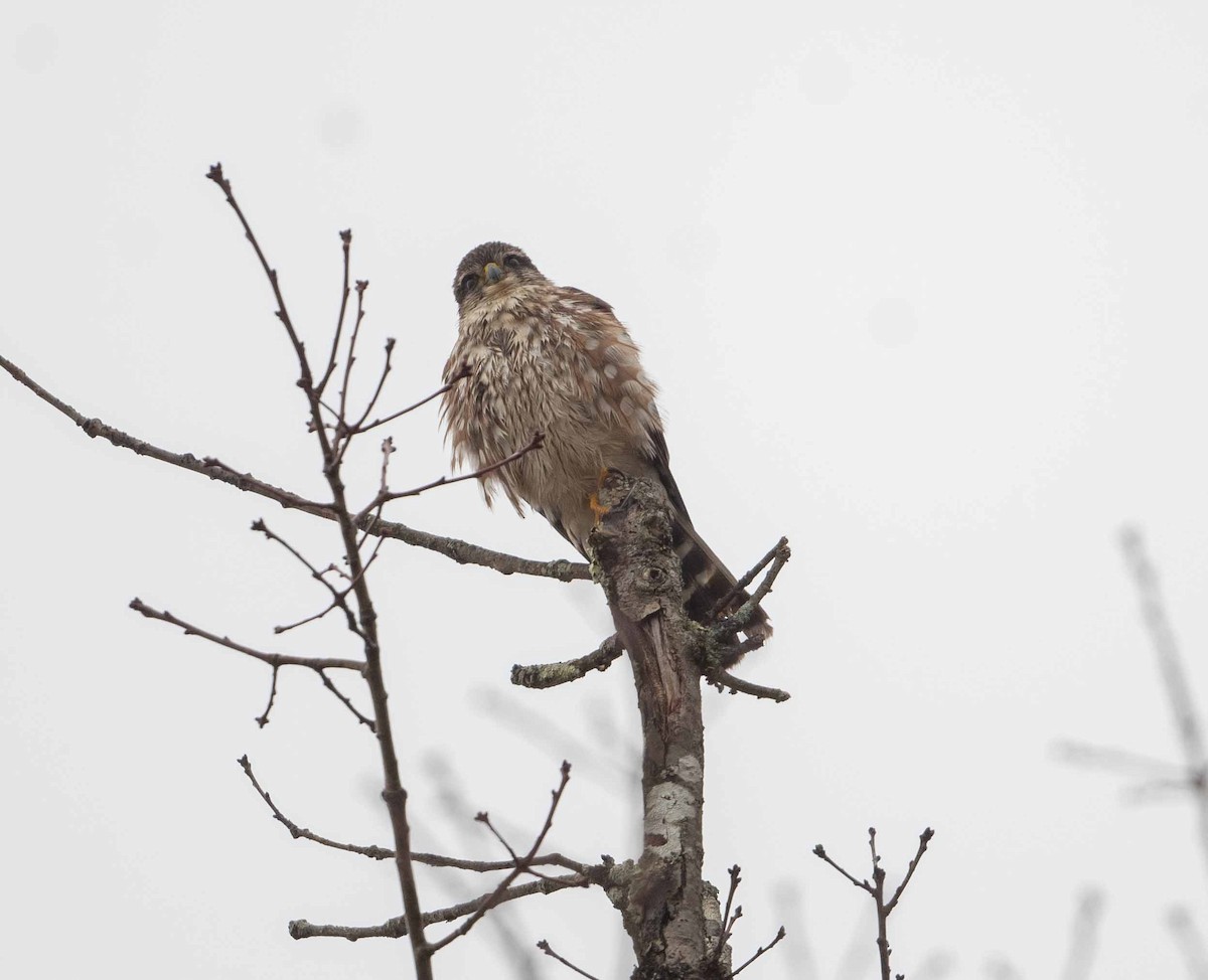 Merlin - ML633010388