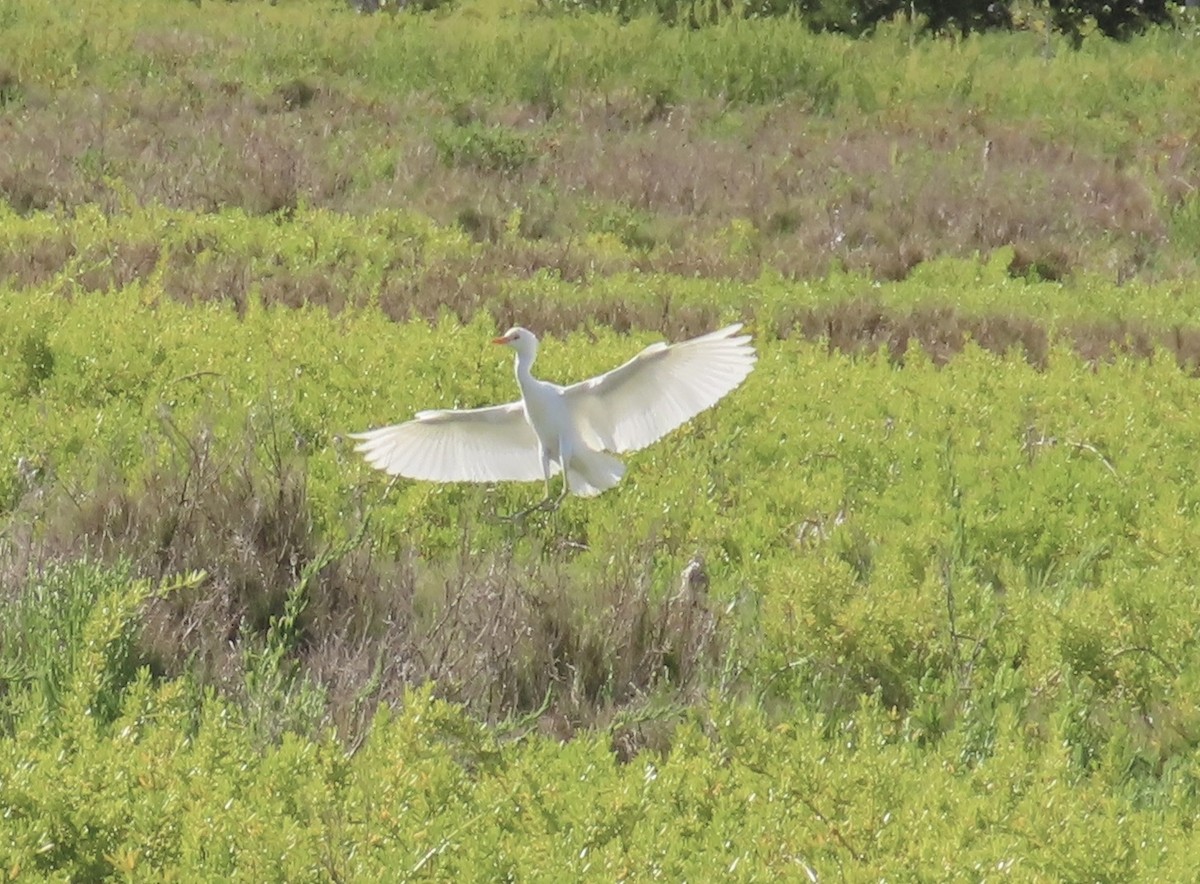 Western Cattle-Egret - ML633010447