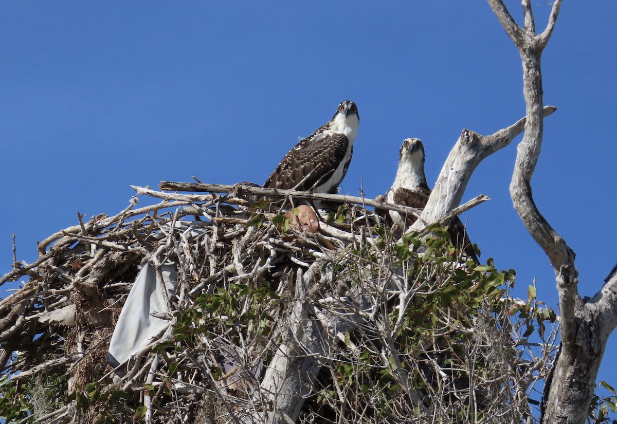 Osprey - ML633010449