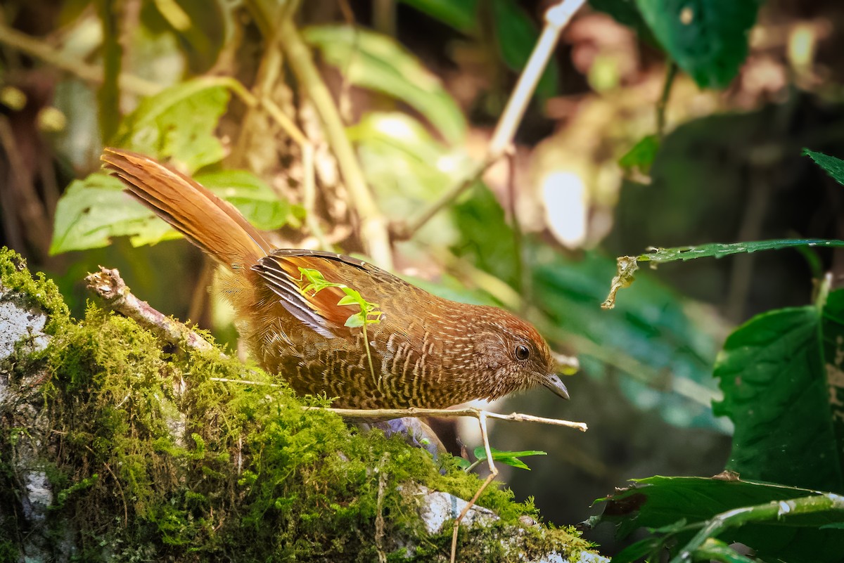 Brown-capped Laughingthrush - ML633010491