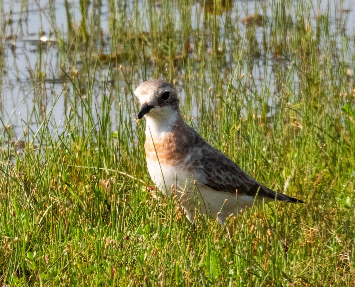 Siberian/Tibetan Sand-Plover - ML633010546