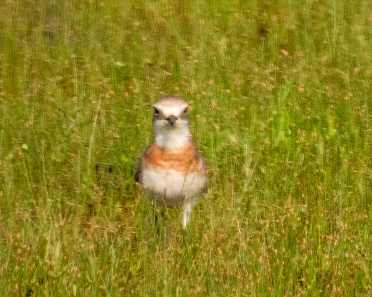 Siberian/Tibetan Sand-Plover - ML633010547