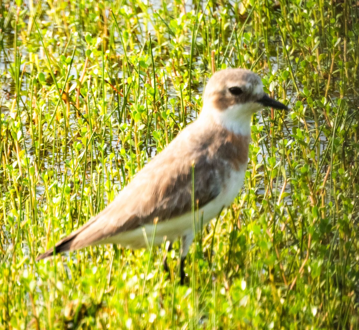 Siberian/Tibetan Sand-Plover - ML633010548
