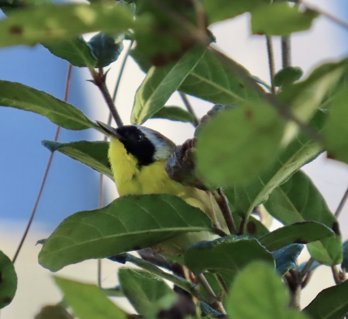 Common Yellowthroat - ML633010587
