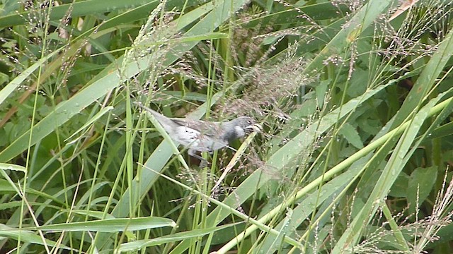 Double-collared Seedeater - ML633010695