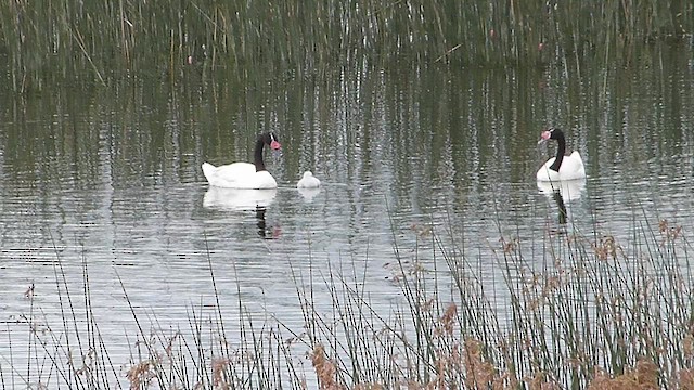 Black-necked Swan - ML633010714