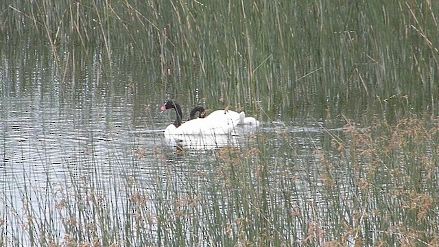 Black-necked Swan - ML633010717