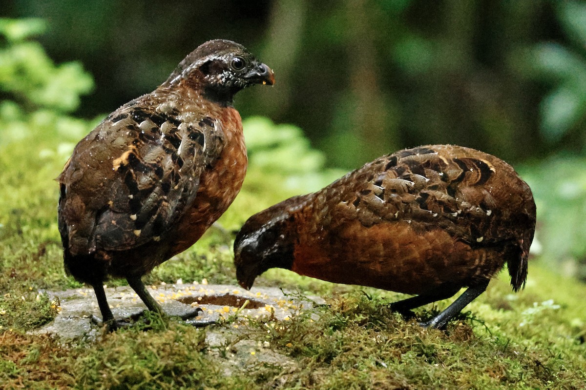 Rufous-breasted Wood-Quail - ML633010745