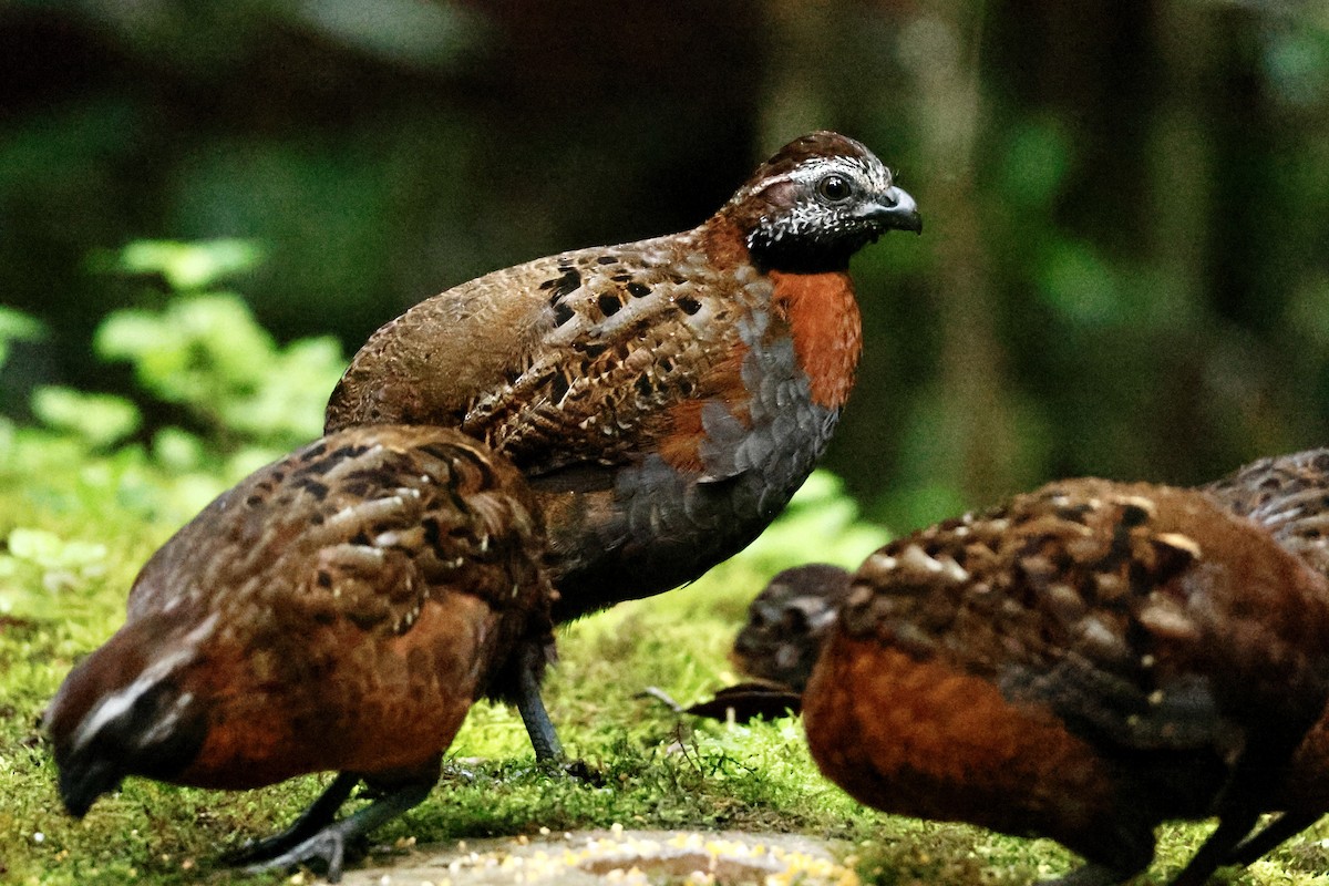 Rufous-breasted Wood-Quail - ML633010746