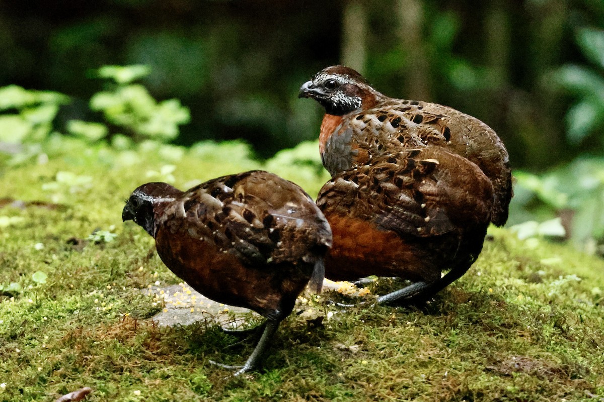 Rufous-breasted Wood-Quail - ML633010747
