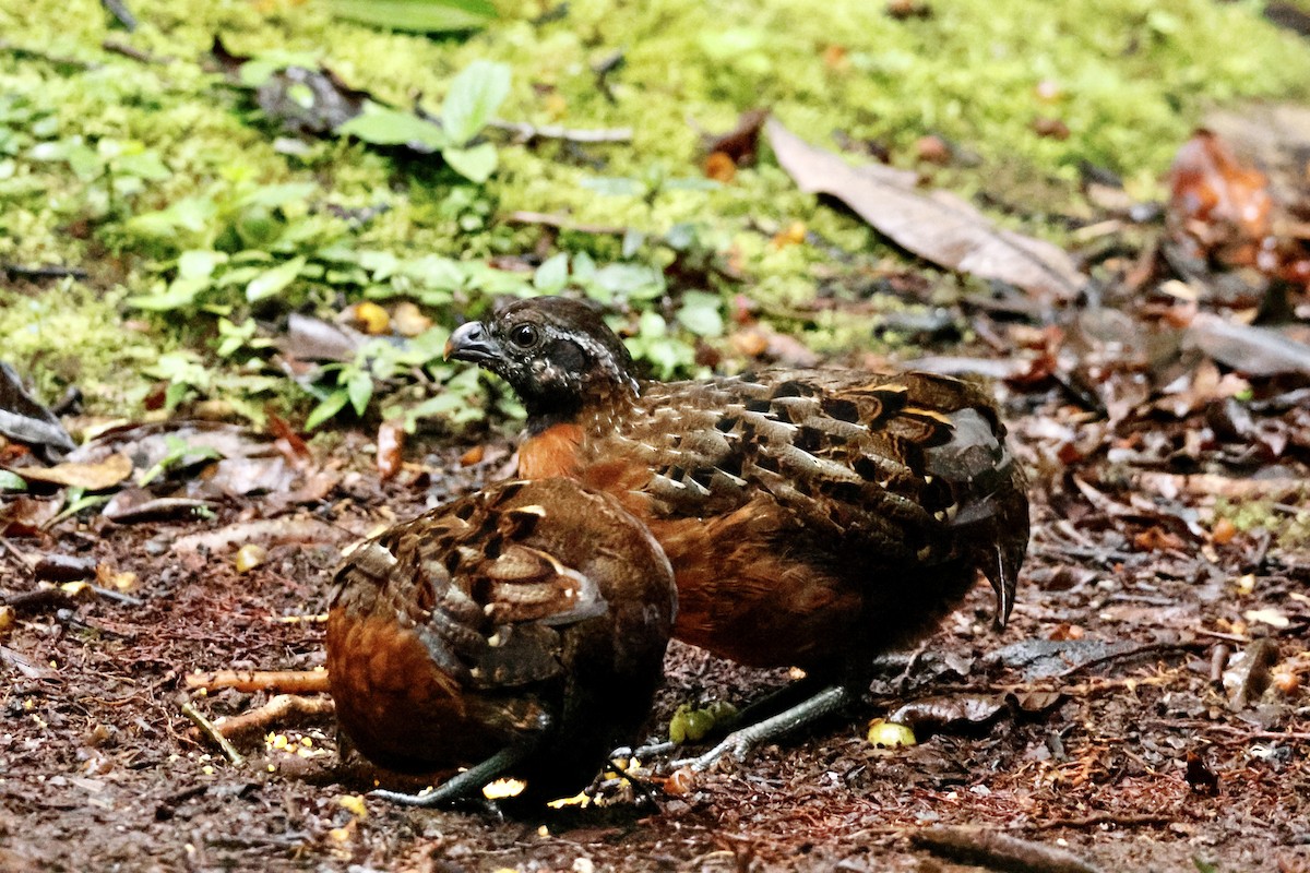 Rufous-breasted Wood-Quail - ML633010758