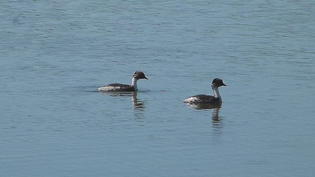 Silvery Grebe - ML633010846
