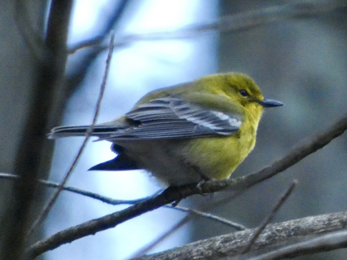 Pine Warbler - ML633010872