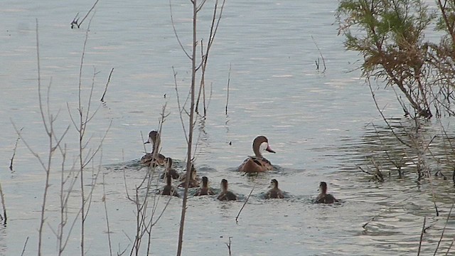 White-cheeked Pintail - ML633010984