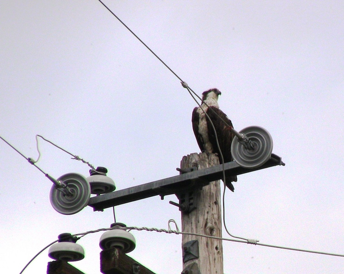 Osprey - ML633011032