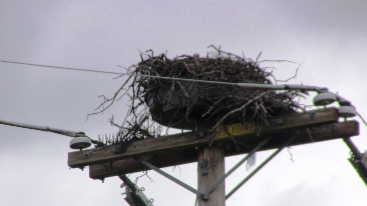 Osprey - ML633011038