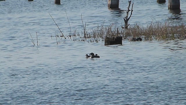 Pied-billed Grebe - ML633011063