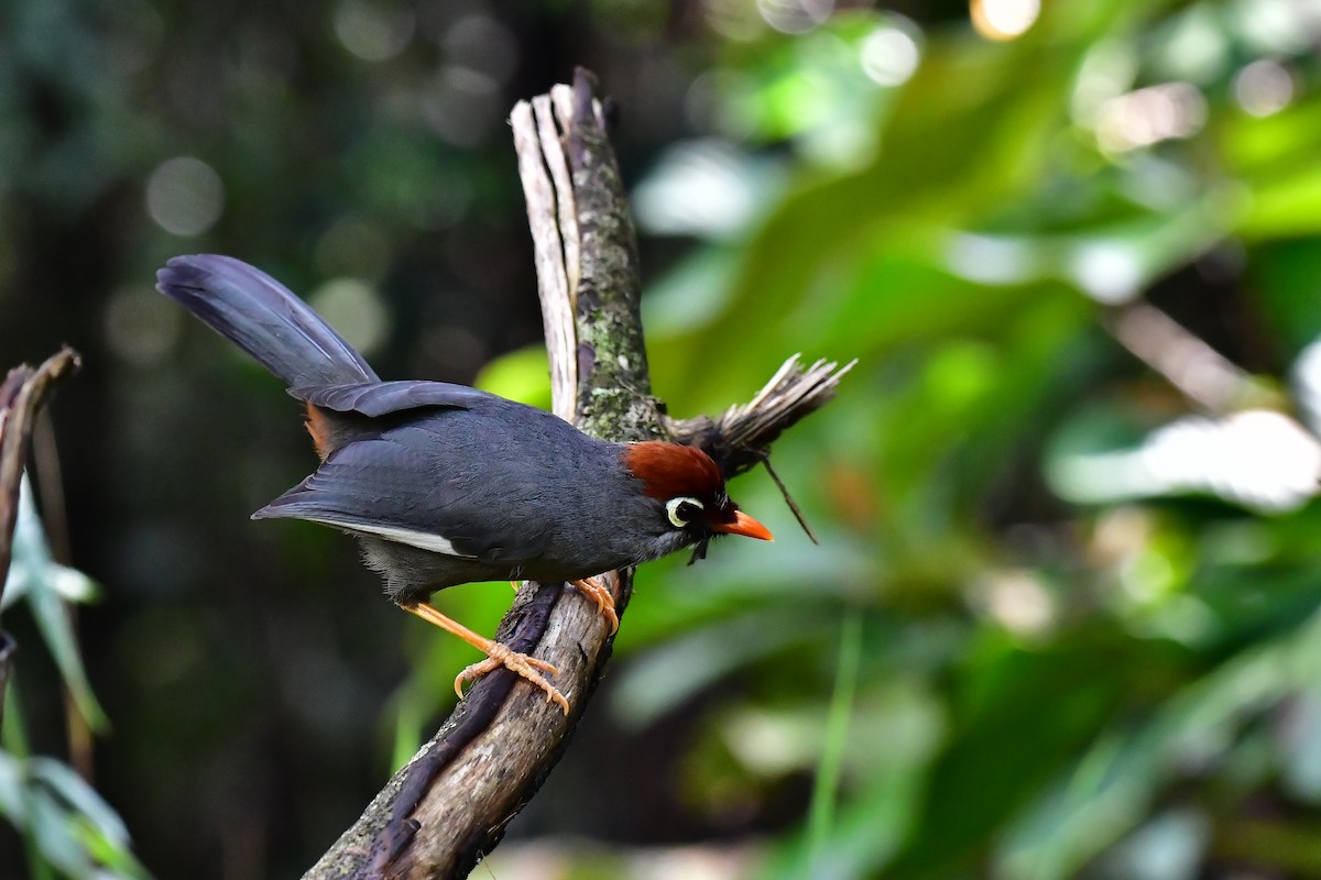 Chestnut-capped Laughingthrush - ML633011159