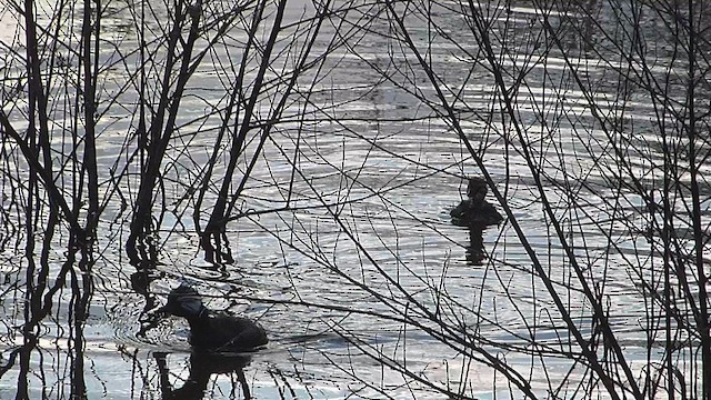 White-tufted Grebe - ML633011207