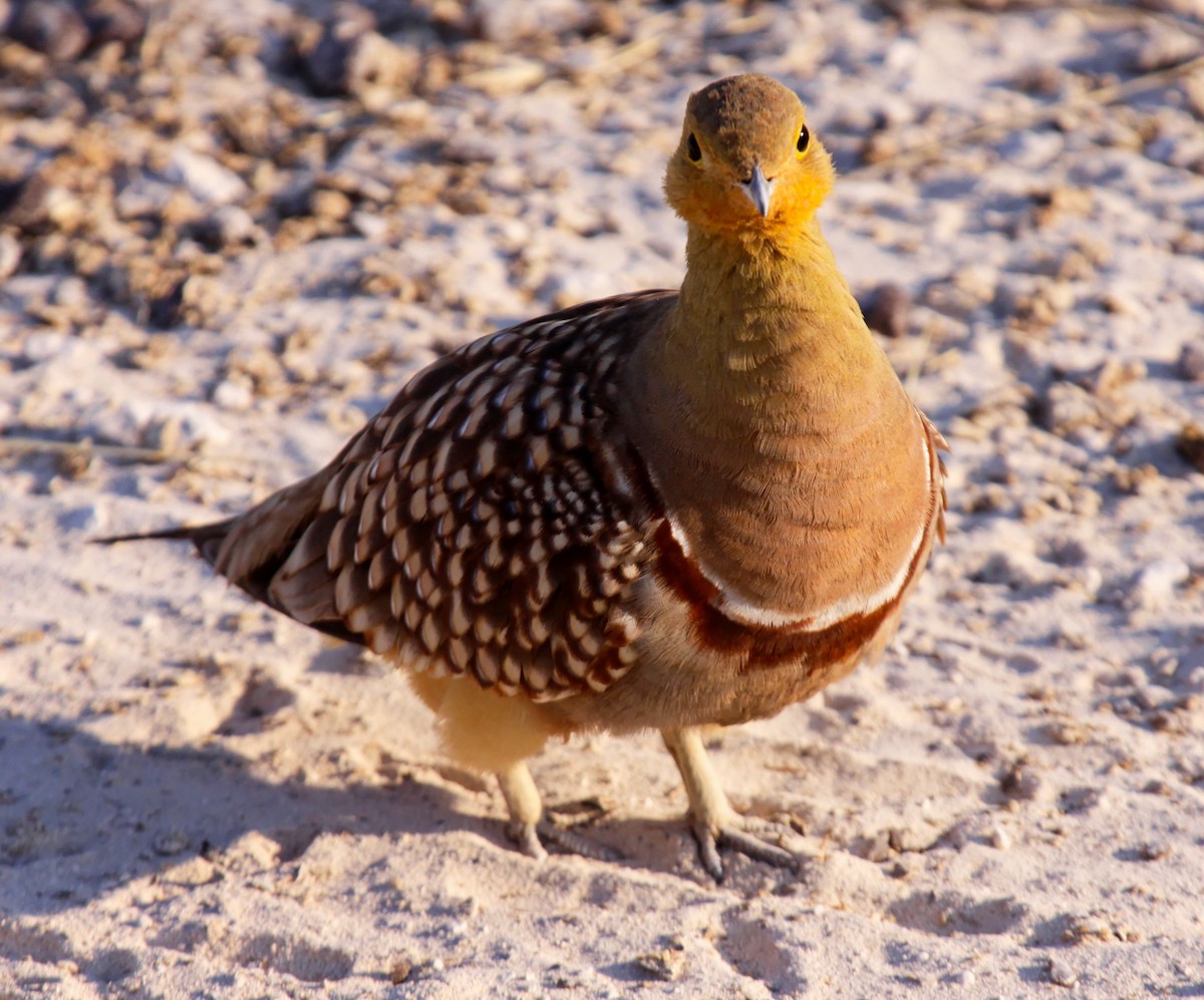 Namaqua Sandgrouse - ML633011225