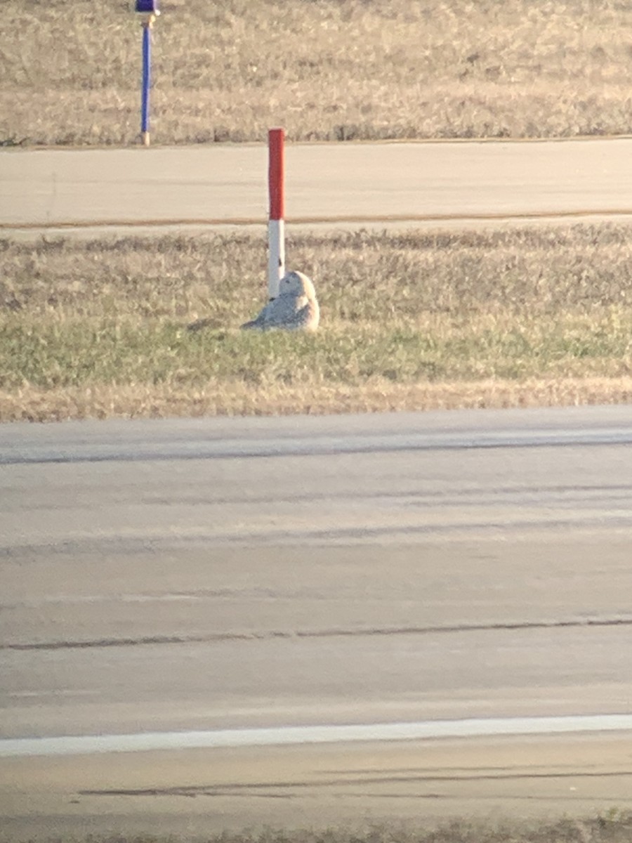 Цэвдгийн ууль - ML633011386