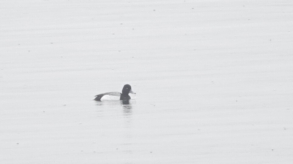 Lesser Scaup - ML633011577