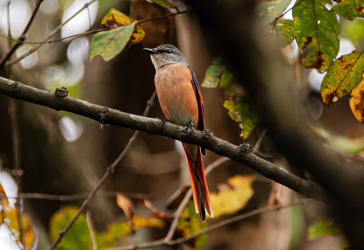 Rosy Minivet - ML633011660