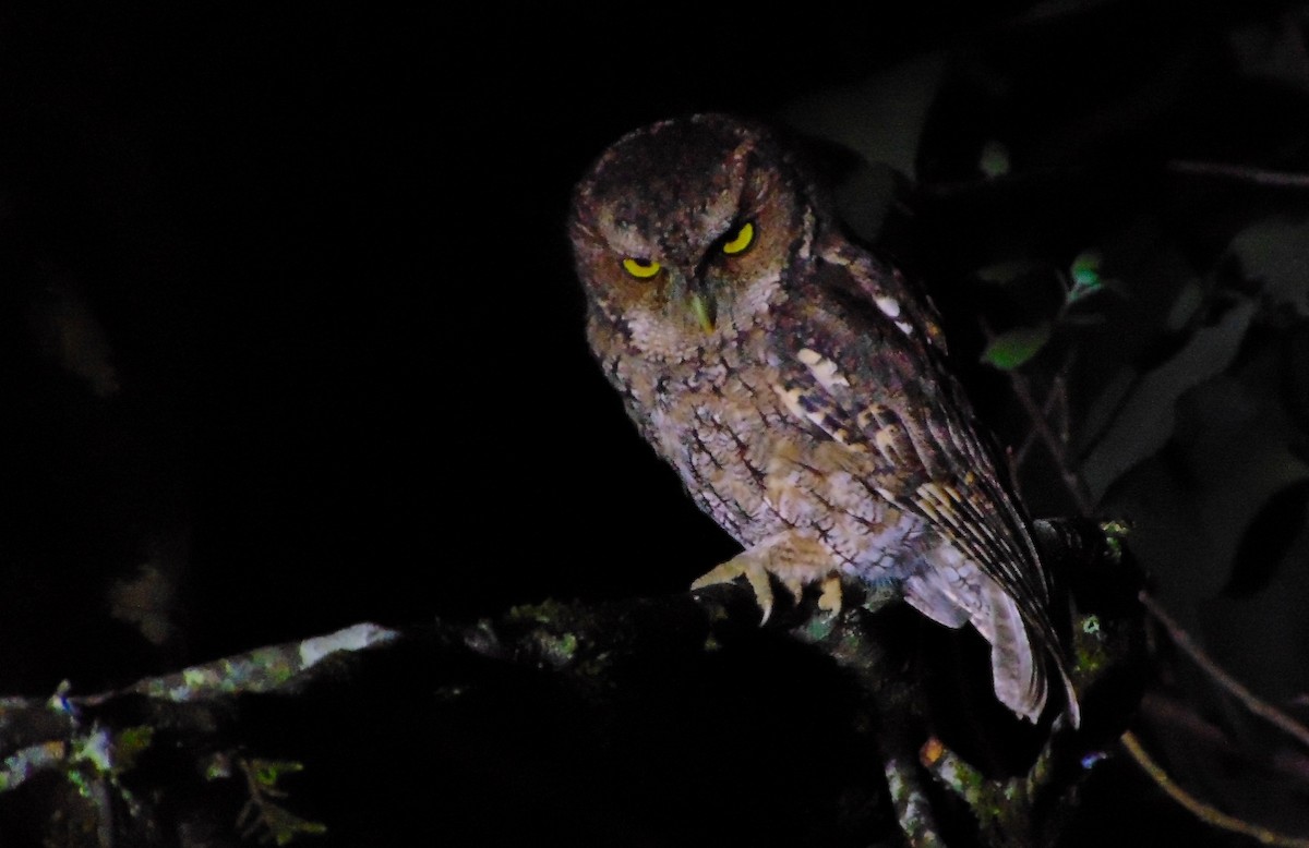 Montane Forest Screech-Owl - ML633011829