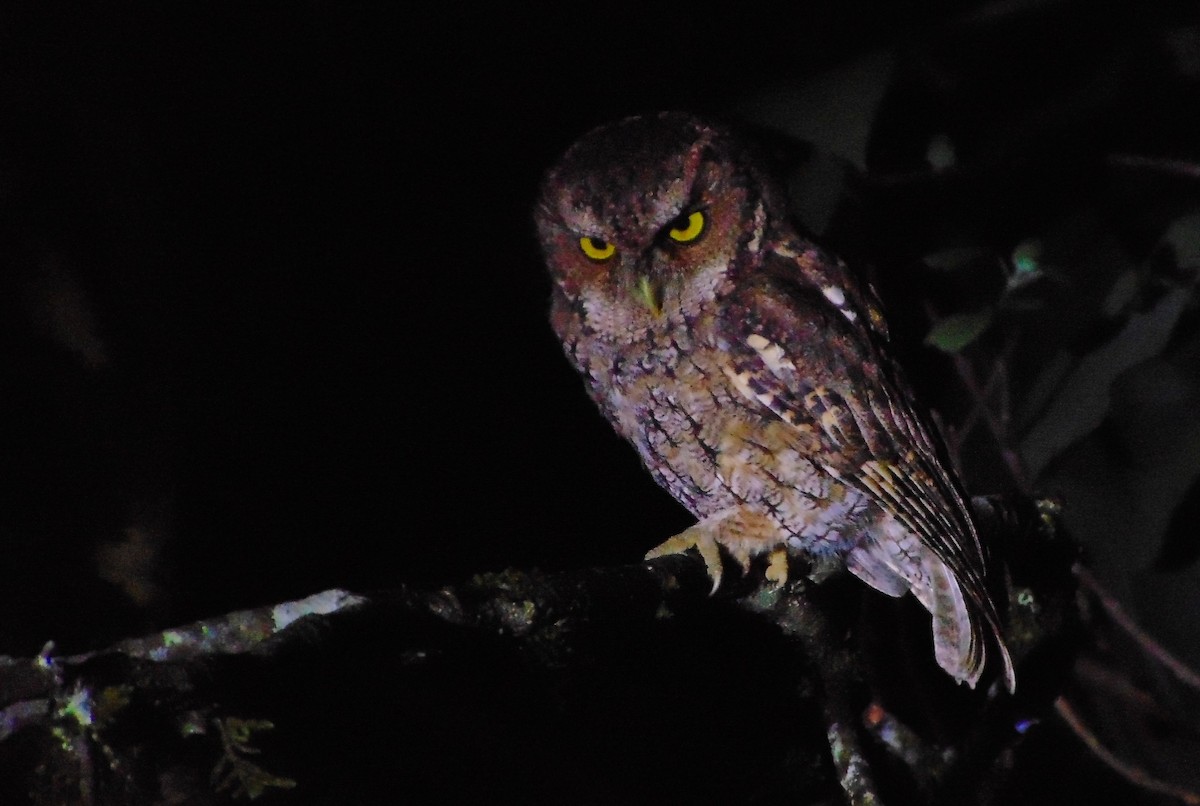 Montane Forest Screech-Owl - ML633011831