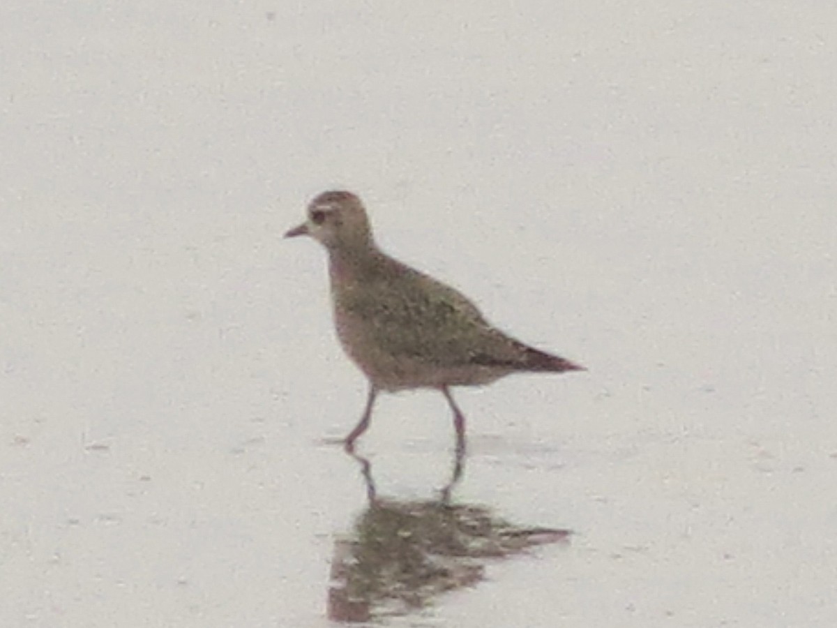 American Golden-Plover - ML633011889