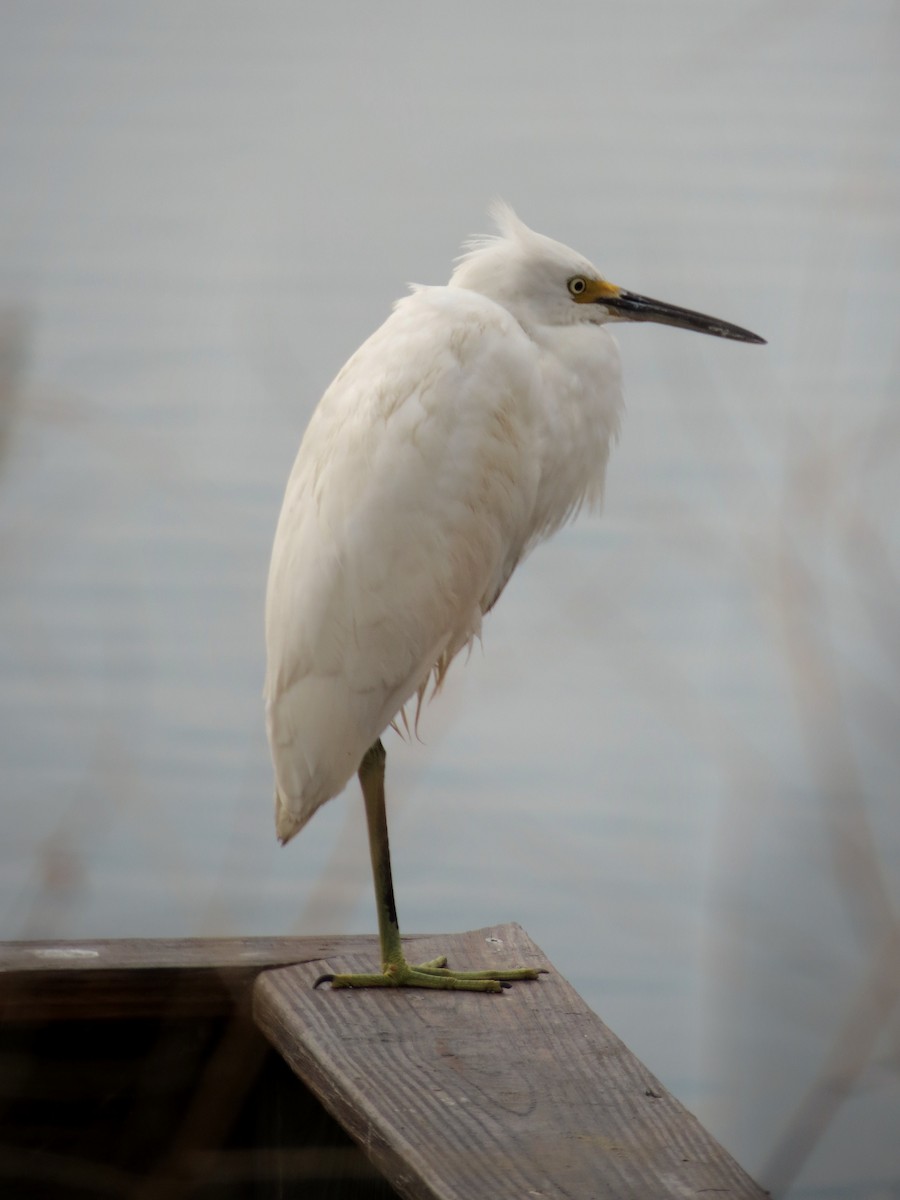 Snowy Egret - ML633011898