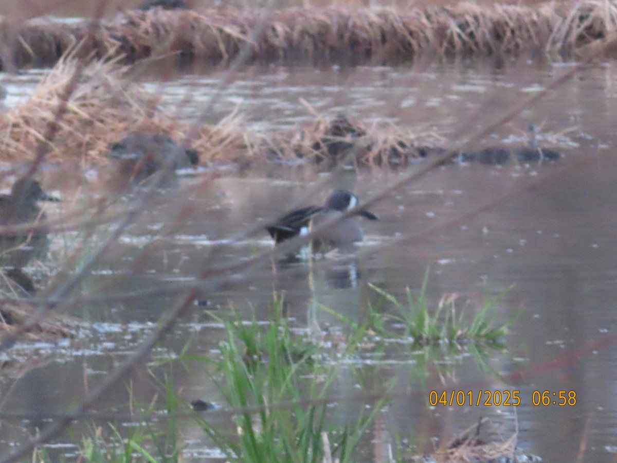 Blue-winged Teal - ML633011900