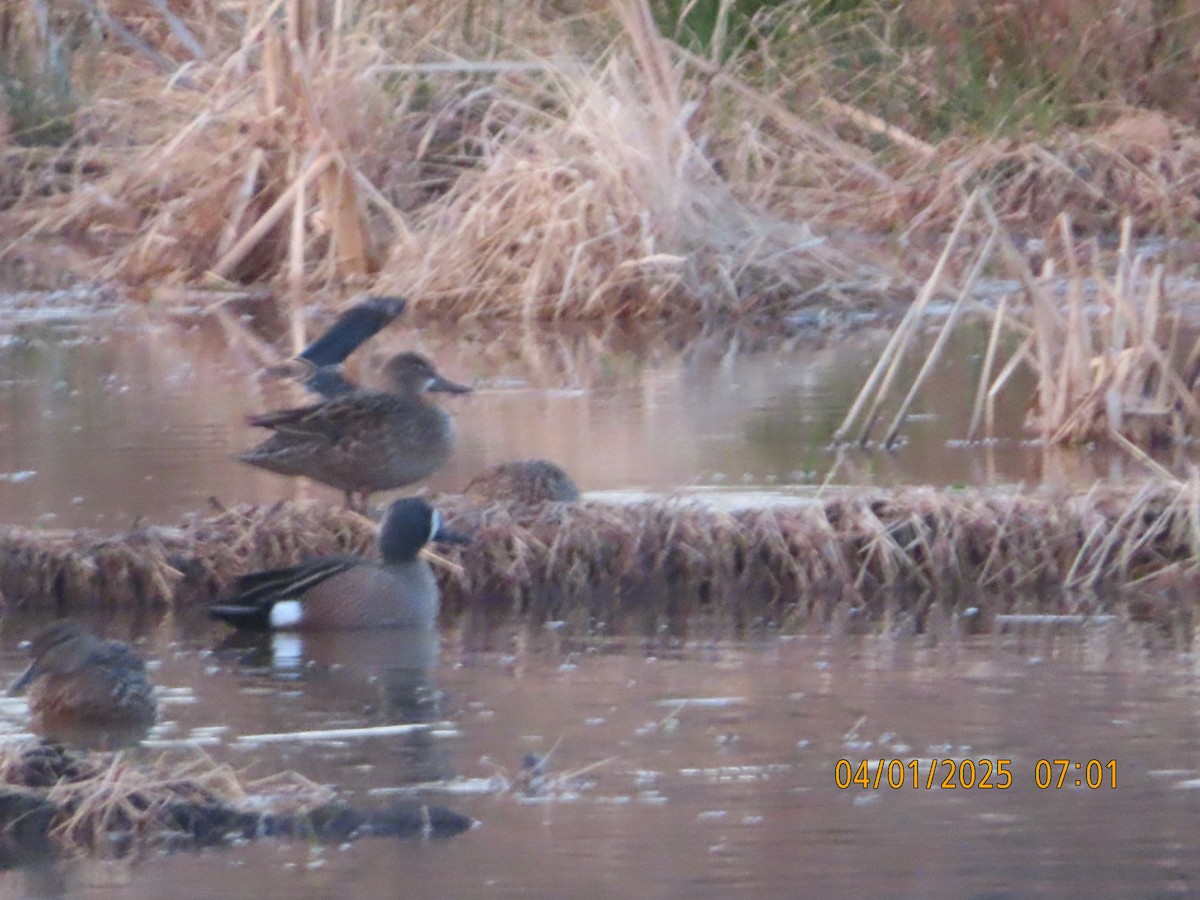 Blue-winged Teal - ML633011904