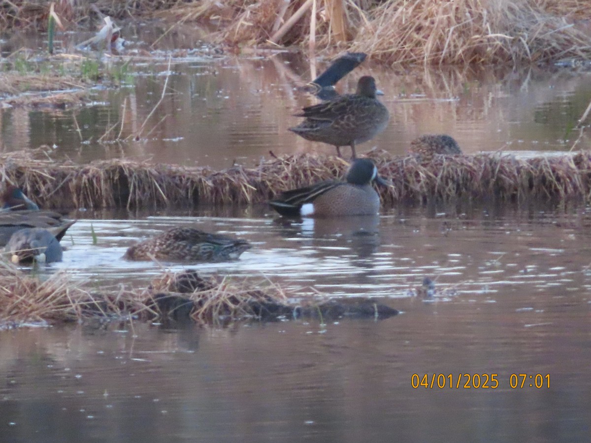 Blue-winged Teal - ML633011906