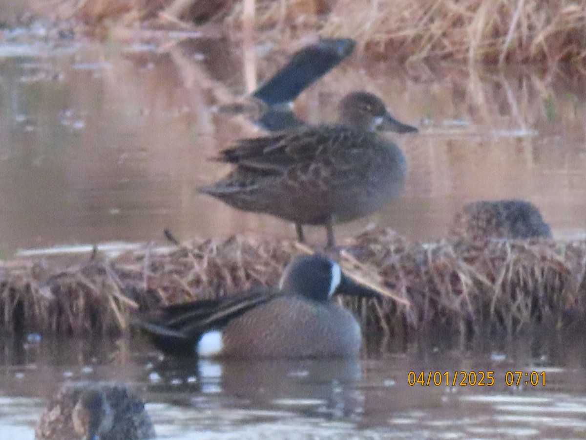 Blue-winged Teal - ML633011908
