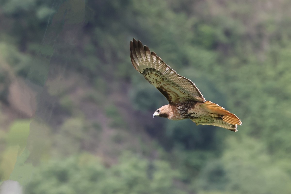 Red-tailed Hawk (jamaicensis) - ML633011932