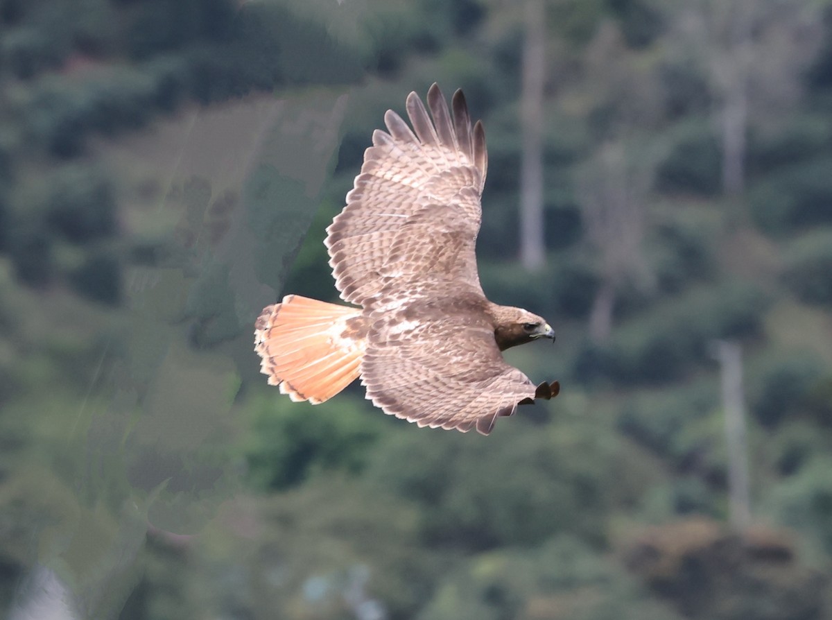 Red-tailed Hawk (jamaicensis) - ML633011933