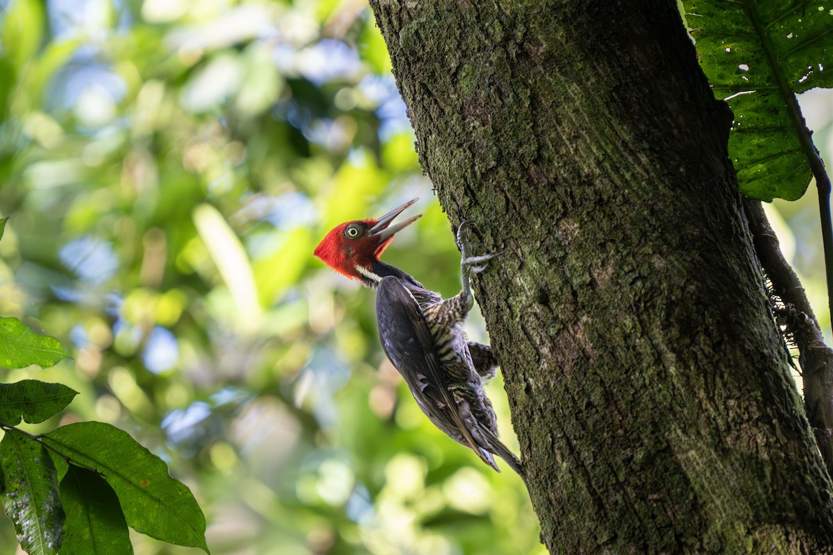 Pale-billed Woodpecker - ML633011951