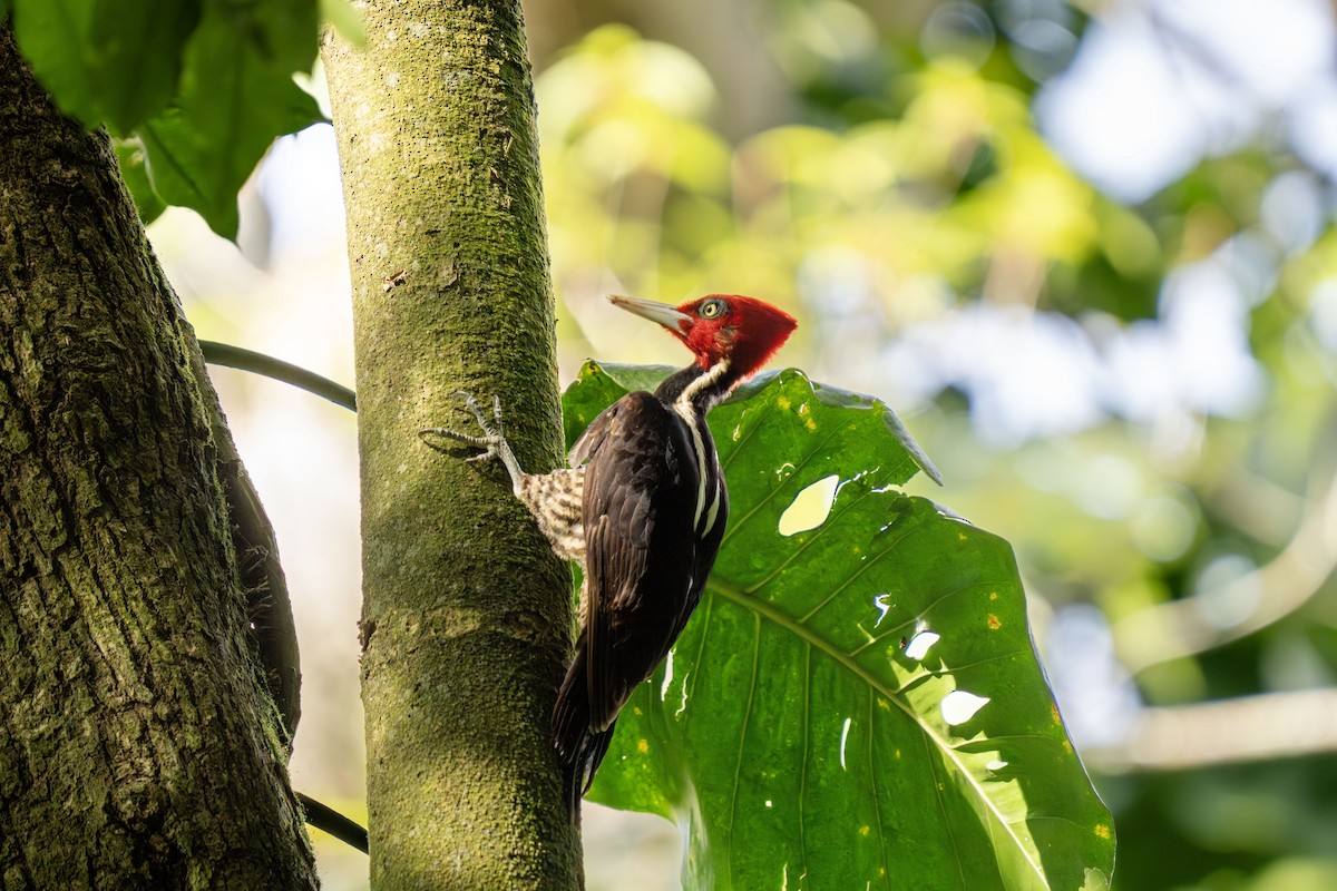 Pale-billed Woodpecker - ML633011952