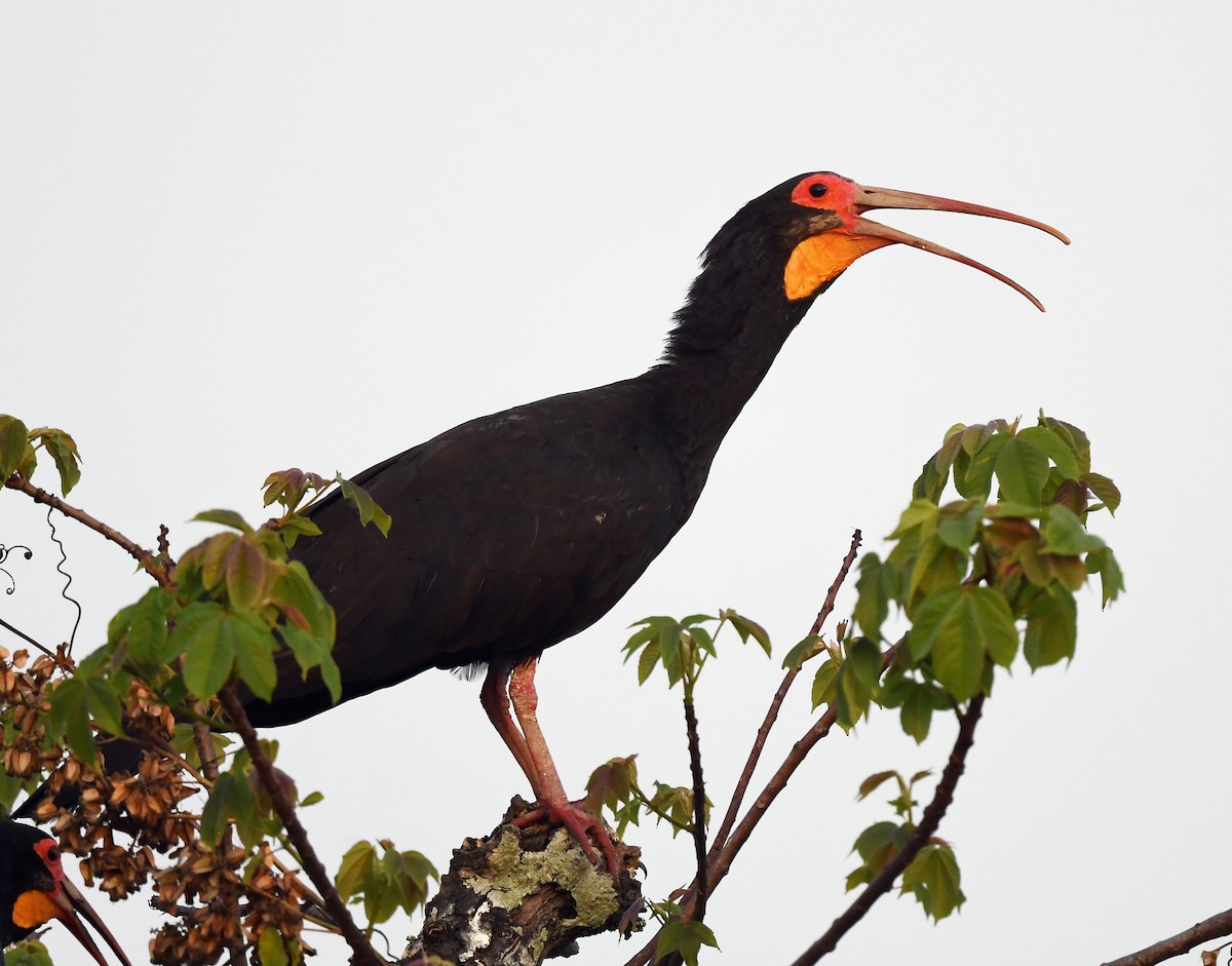Sharp-tailed Ibis - ML633012009