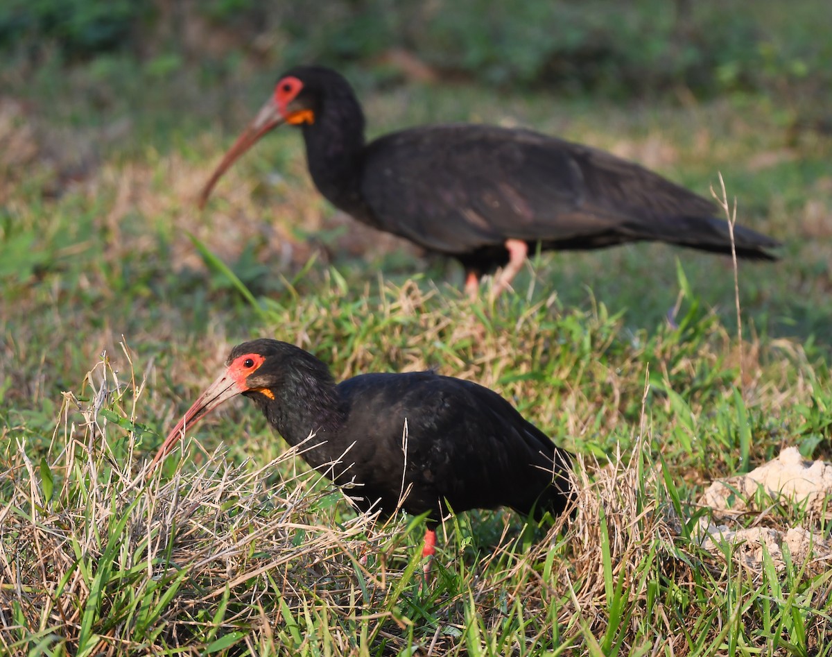 Sharp-tailed Ibis - ML633012010