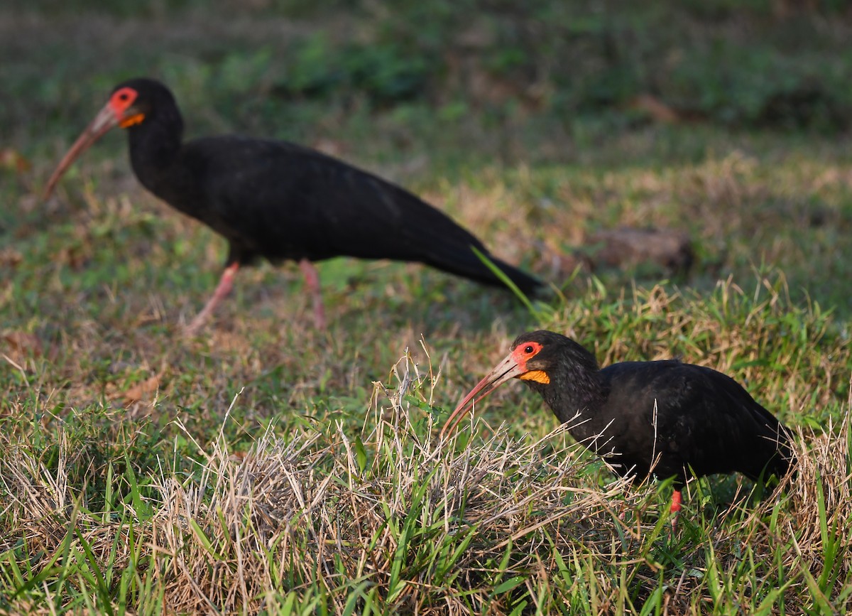 Sharp-tailed Ibis - ML633012011