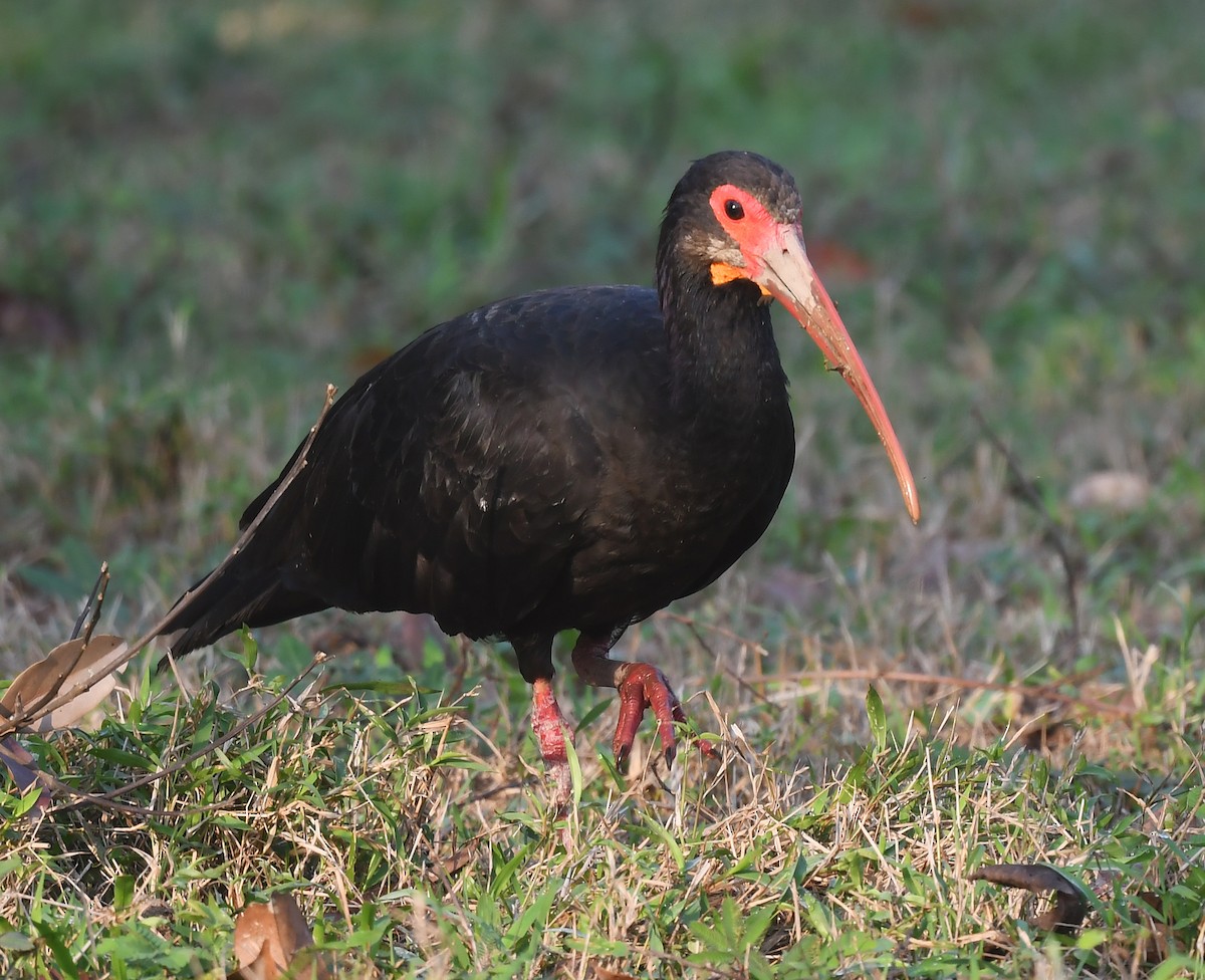 Sharp-tailed Ibis - ML633012012