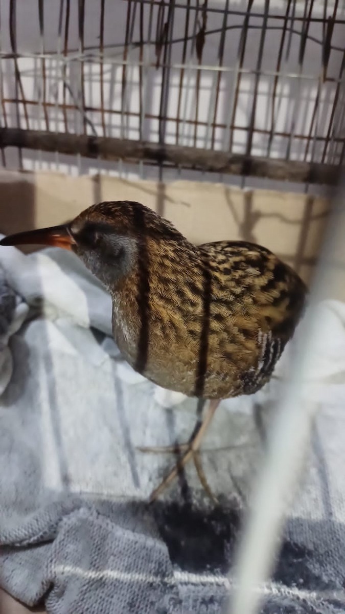 Austral Rail - ML633012686