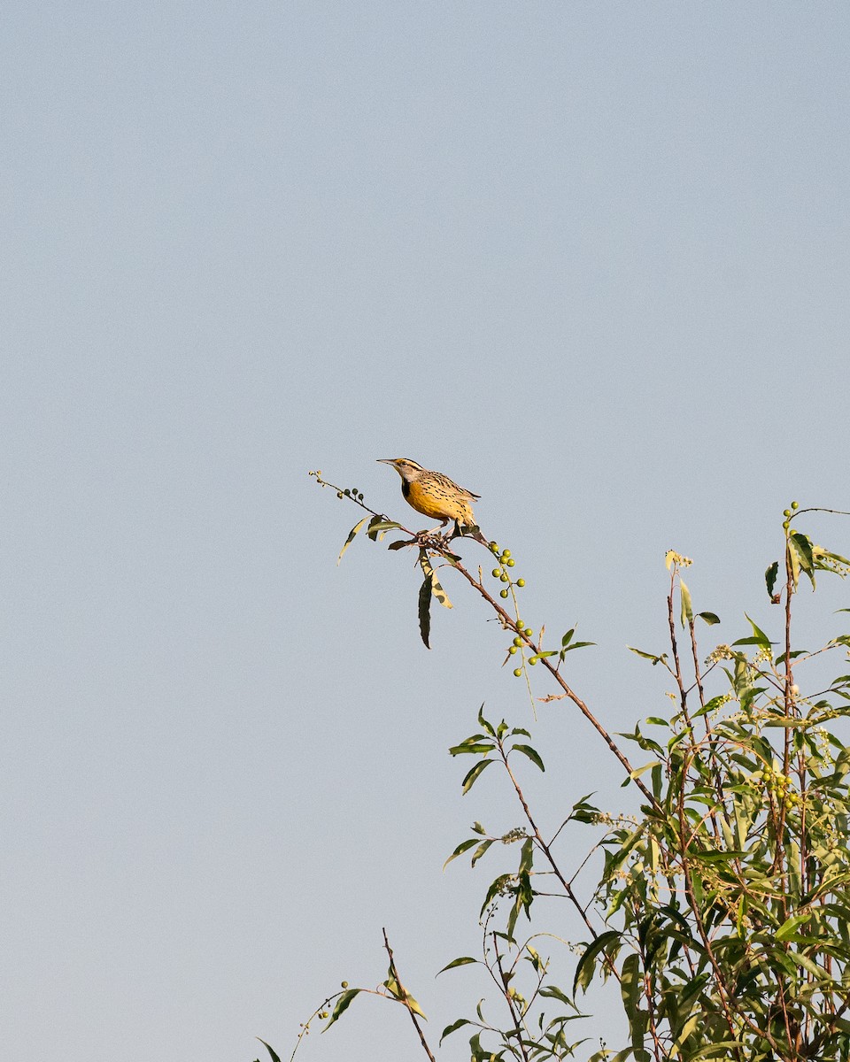 Eastern/Chihuahuan Meadowlark - ML633012825
